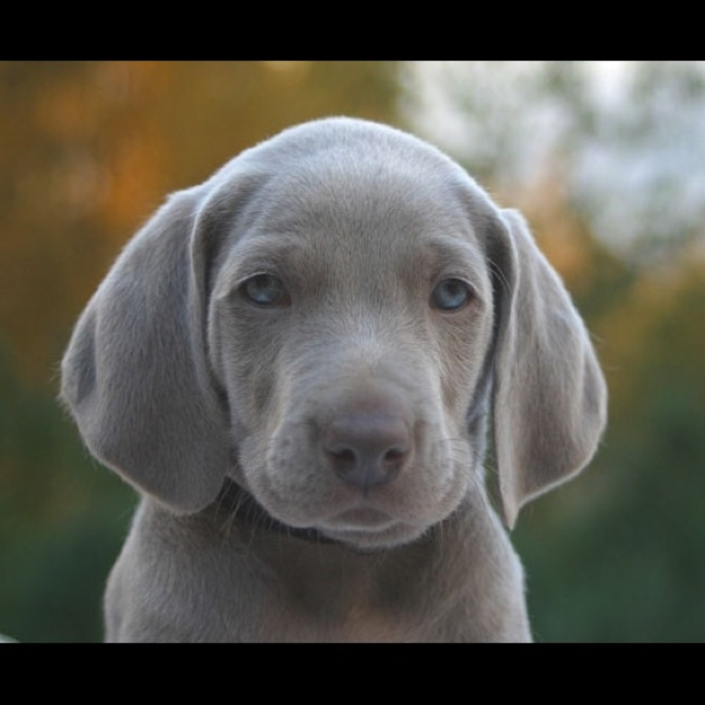 Meet your Posher, Marley