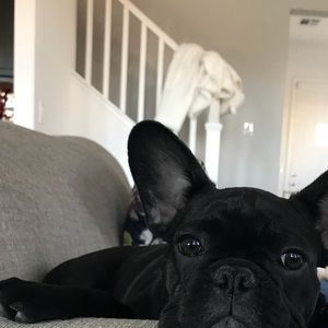 Meet your Posher, Taylor