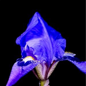 Meet your Posher, Tasha