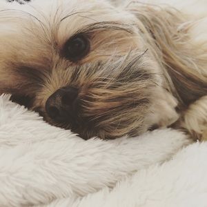 Meet your Posher, Greci