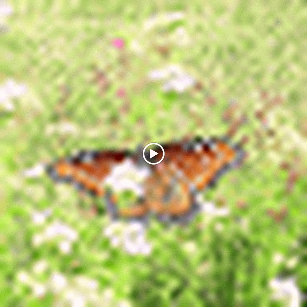 Meet your Posher, Rylee