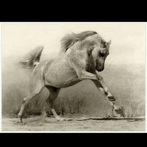 Meet your Posher, Micheal