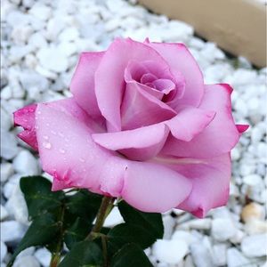 Meet your Posher, Daryl