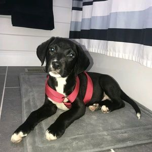 Meet your Posher, Patty