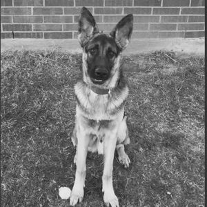 Meet your Posher, Dallas