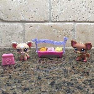 lps chihuahua numbers
