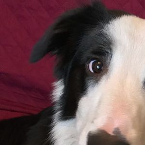 Meet your Posher, Carlo