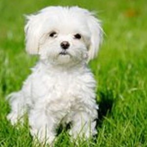 Meet your Posher, Said