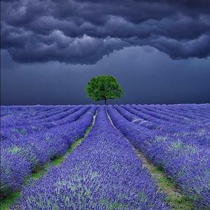 Meet your Posher, Cara