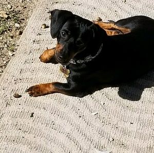 Meet your Posher, Diana