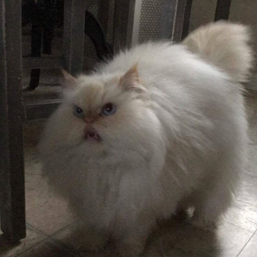 Meet your Posher, Marcus