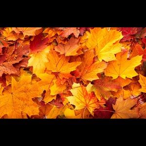 Meet your Posher, Ella