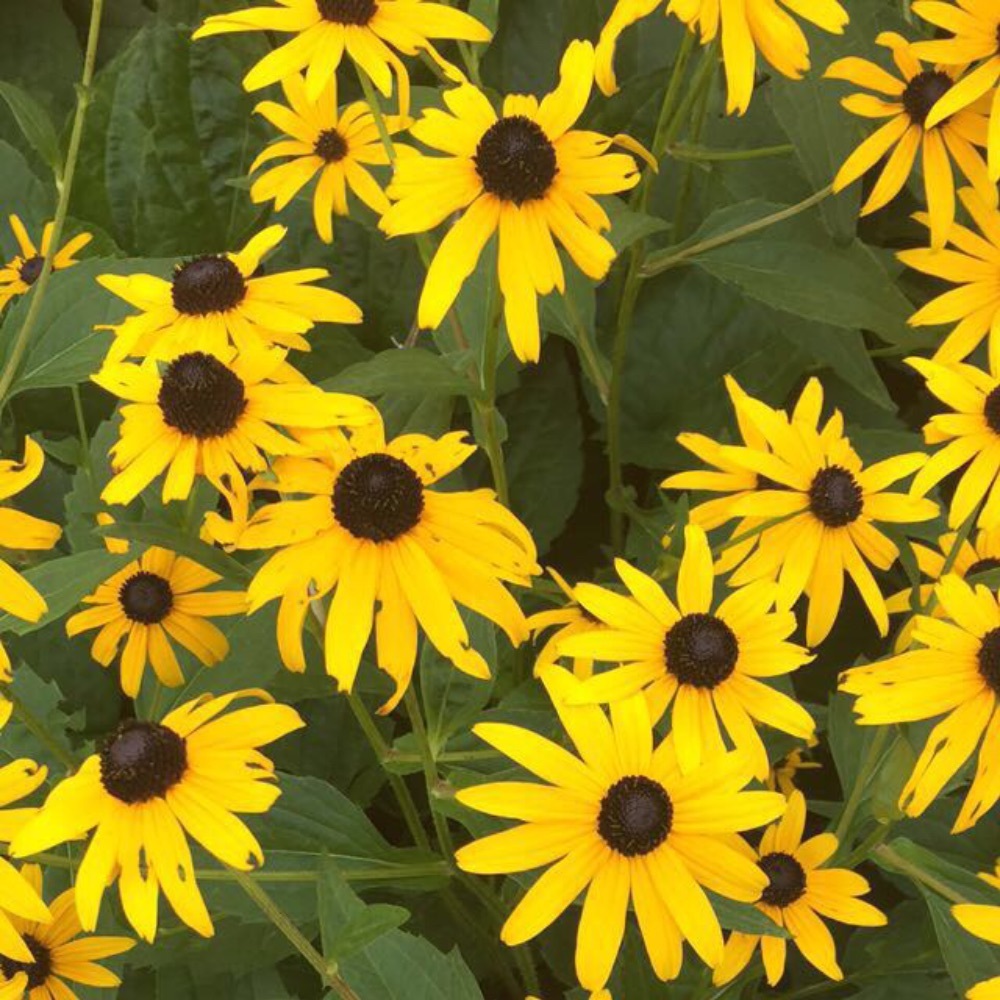 Meet your Posher, Shaylea