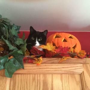 Meet your Posher, Susan n matthew