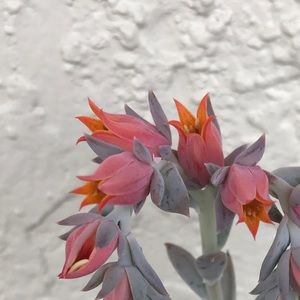 Meet your Posher, Ana