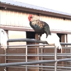 Meet your Posher, Alicia