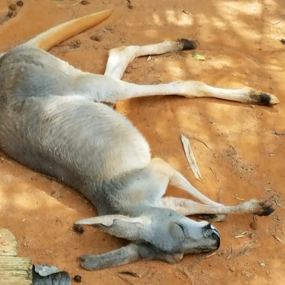 Meet your Posher, Lawrence - Picture 1 of 1