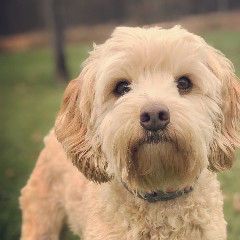 Meet your Posher, Audrey