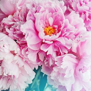 Meet your Posher, Annie