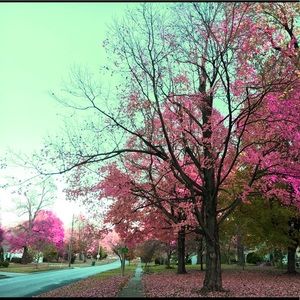 Meet your Posher, Phong