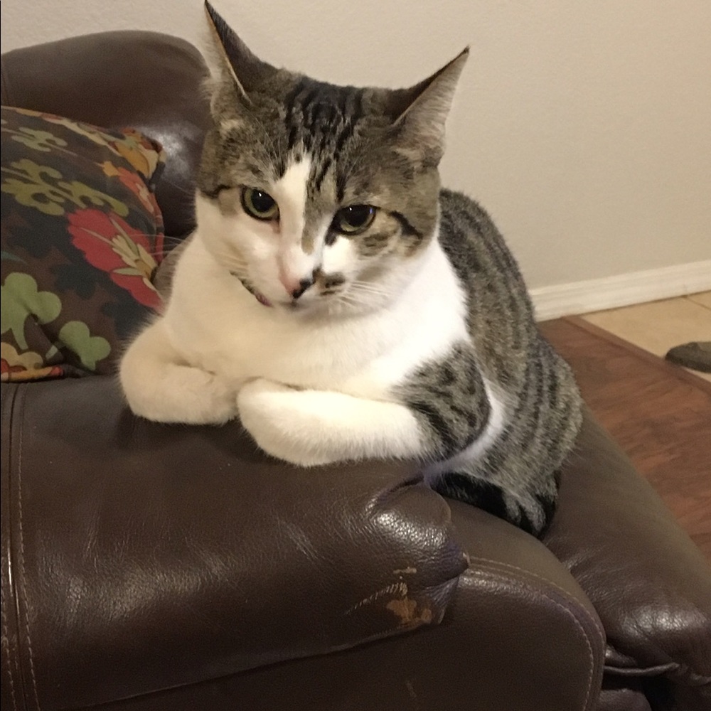 Meet your Posher, Laura