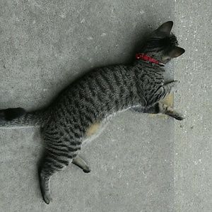 Meet your Posher, Rainah