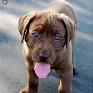 Meet your Posher, Abbie