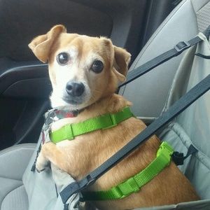 Meet your Posher, Audrey