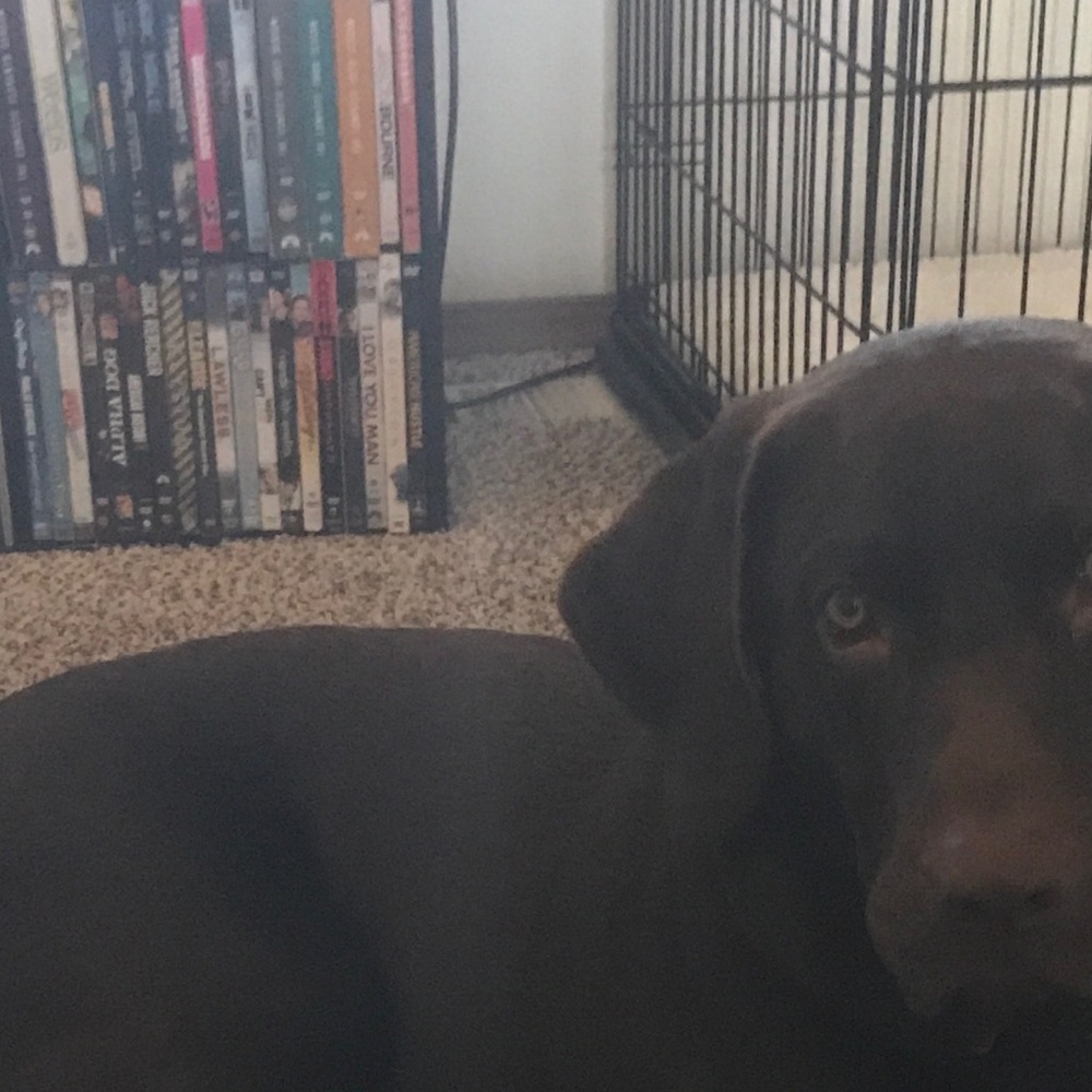 Meet your Posher, Abby