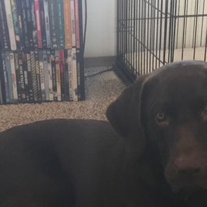 Meet your Posher, Abby