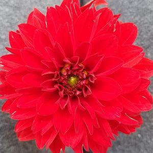 Meet your Posher, Wendi