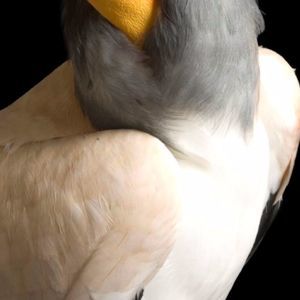 Meet your Posher, Maya