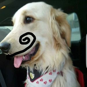 Meet your Posher, Patrick