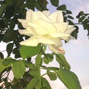 Meet your Posher, Angelina