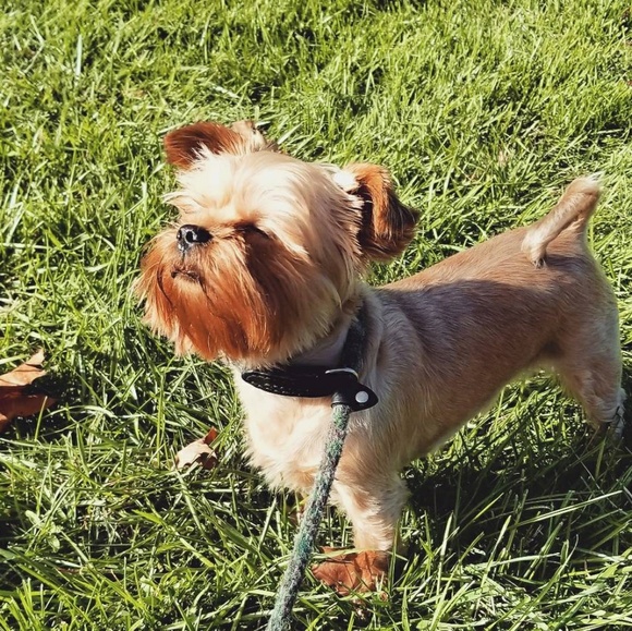 Meet your Posher, Celeste - Picture 3 of 8