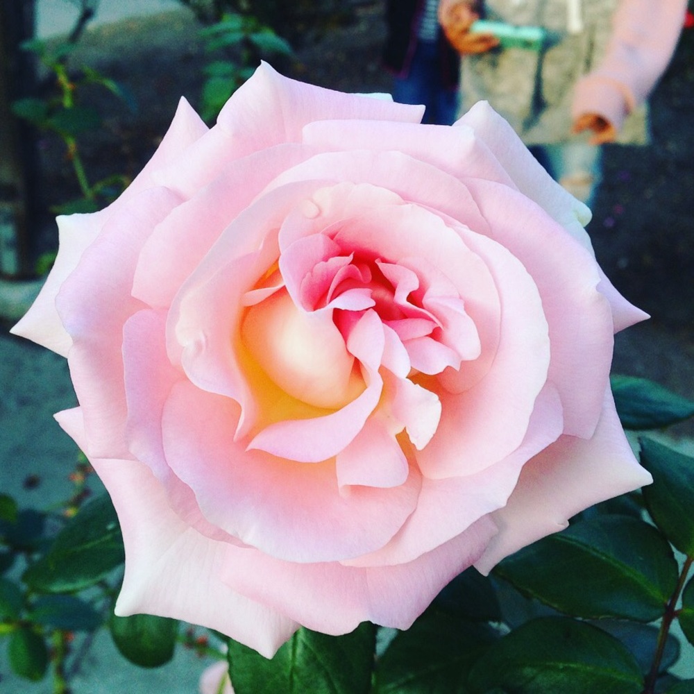 Meet your Posher, Ava