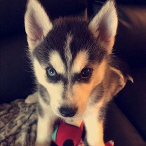 Meet your Posher, Ashley