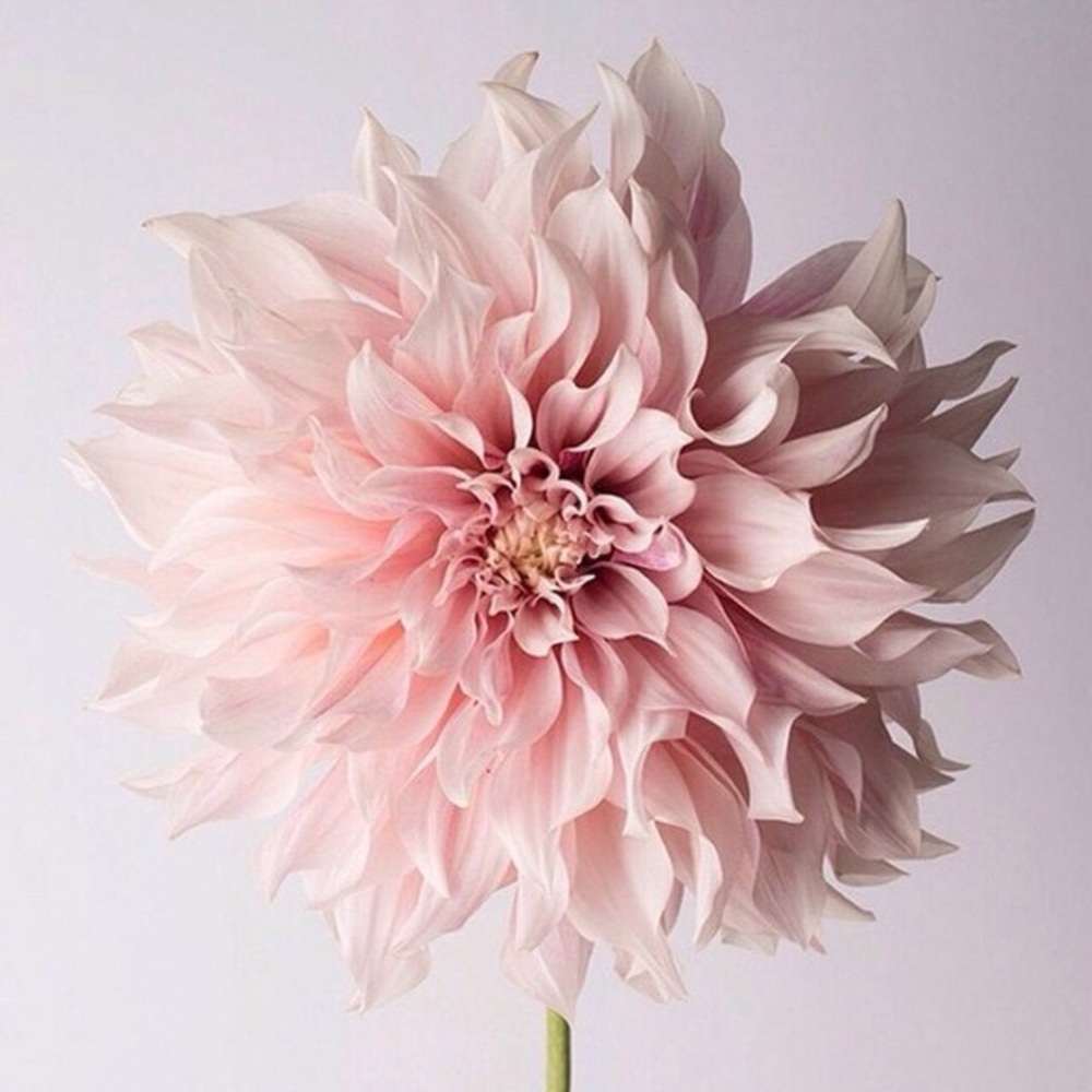 Meet your Posher, Lucy