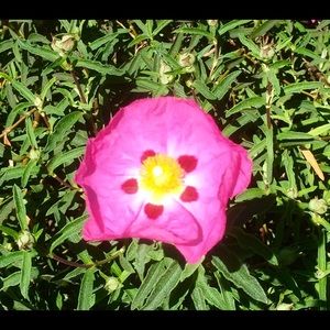 Meet your Posher, Annie