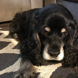 Meet your Posher, Alison