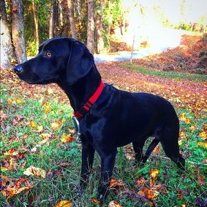 Meet your Posher, Mason