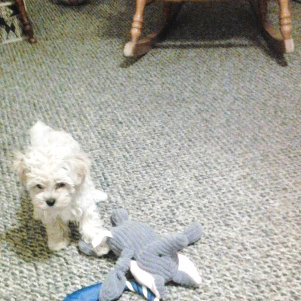 Meet your Posher, Rene'