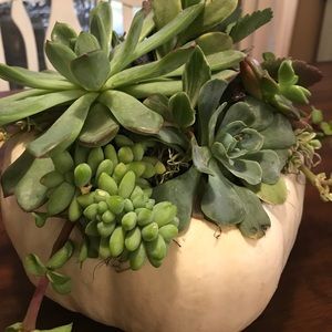 Meet your Posher, Suzanne