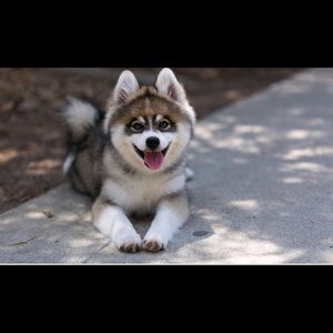 Meet your Posher, William