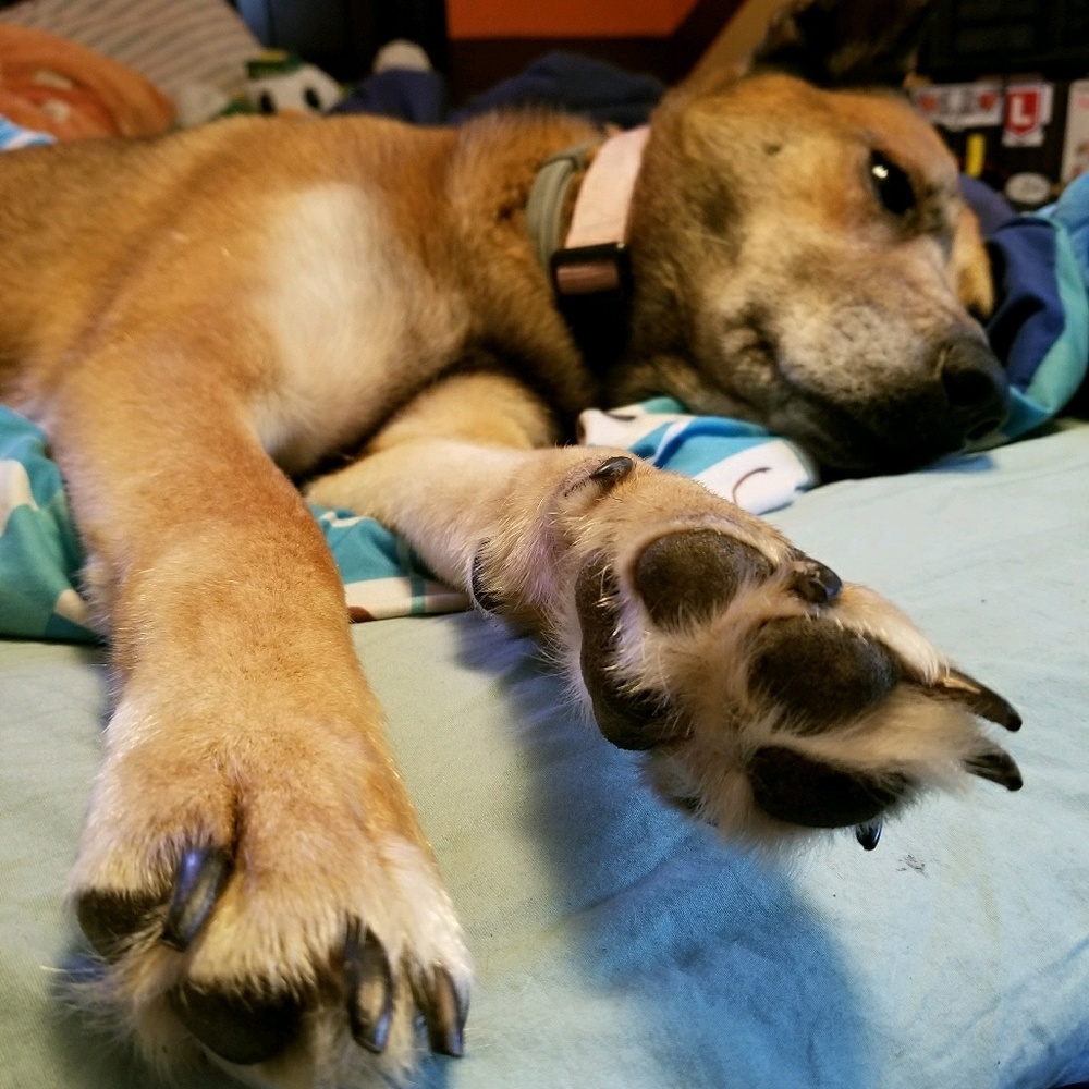 Meet your Posher, Ellen