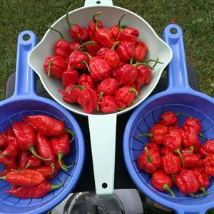 Meet your Posher, Tom