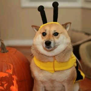 Meet your Posher, Dylan