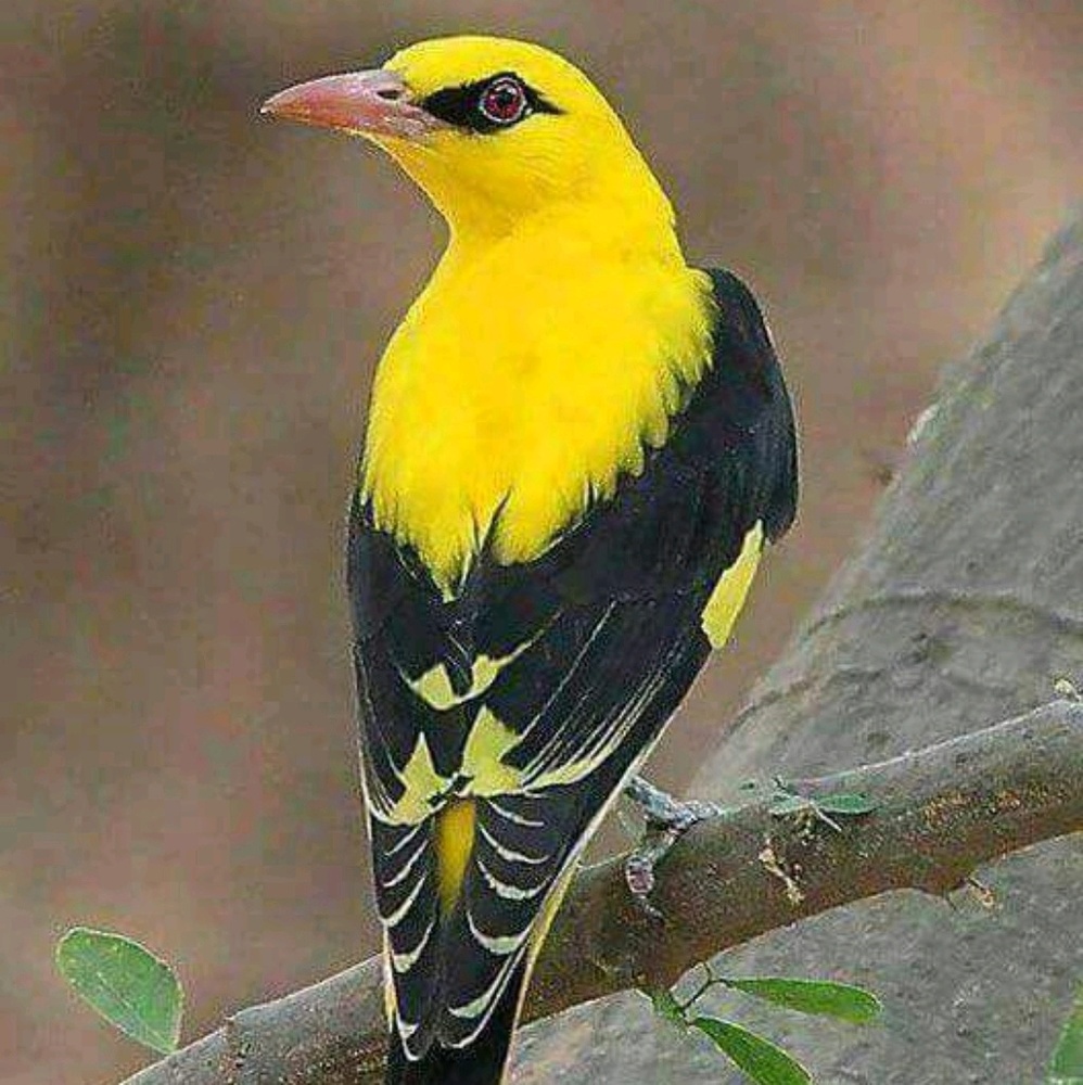 Meet your Posher, Komal