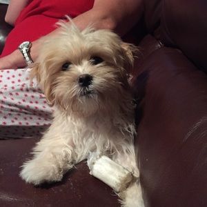 Meet your Posher, Daphne