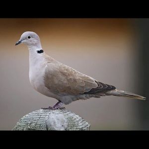 Meet your Posher, Javier